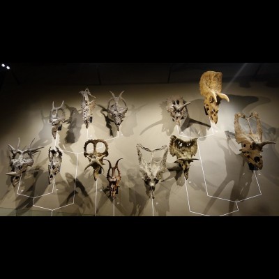 The wall of skull casts showing the incredible diversity of Ceratopsid skulls on display at the Utah Natural History Museum.