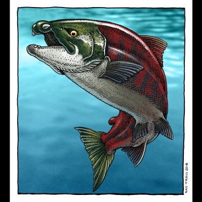 Ray's most recent rendition of Oncorhynchus rastrosus, created for the 2024 scientific paper on the giant, prehistoric Spike Toothed Salmon. The conical 'fangs' in the upper jaw pointed sideways, not downward like sabers. Ed Davis and Ray along with Kerin Claeson, Brian Sidlauskas, and Zabrina Prescott are the authors on the PLOS ONE paper.