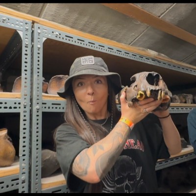 Lindsay wading deep into the collections, holding the skull of a saber toothed cat that has broken it's sabers clean off..