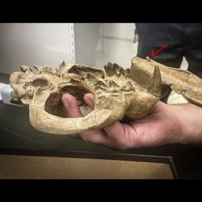 A Nimravus "false saber toothed" fossil skull with one of it's fangs forever stuck in the armbone of a rival Nimravus. You can easily see that the tooth goes all the way through the bone.