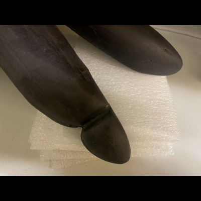 A grass groove in a Gompothere Tusk