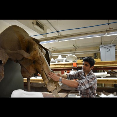Advait studying a mammoth skull at the Smithsonian&rsquo;s National Museum of Natural History