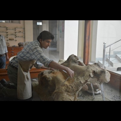 Advait Jukar studying a skull of Palaeoloxodon turkmenicus at the Wadia Museum of Natural History, Jammu University, India