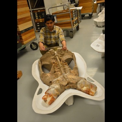 Advait measuring the skull of Stegomastodon arizonae at the Smithsonian&rsquo;s National Museum of Natural History