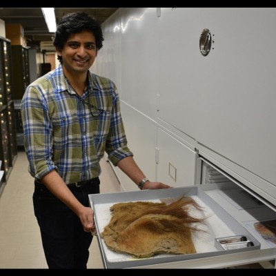 Advait with woolly mammoth skin at the Smithsonian&rsquo;s National Museum of Natural History