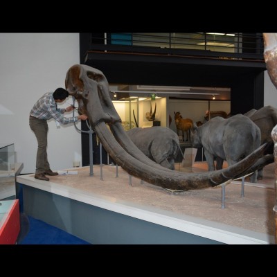 Advait Jukar studying a skull of Stegodon ganesa at the Natural History Museum, London