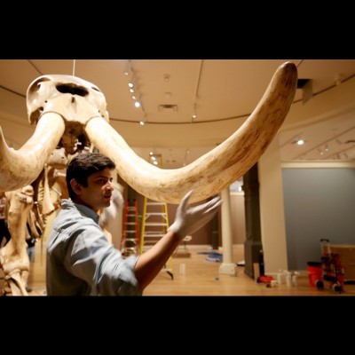 Advait Jukar studying the Peale Mastodon skeleton at the Smithsonian&rsquo;s American Art Museum