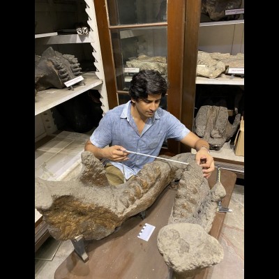 Advait studying the mandible of a Siwalik gomphothere at the Indian Museum in Kolkata, India