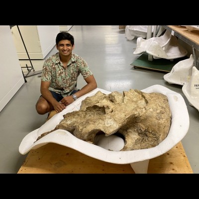 Advait Jukar with the skull of a new kind of mastodon from Idaho at the Smithsonian&rsquo;s National Museum of Natural History