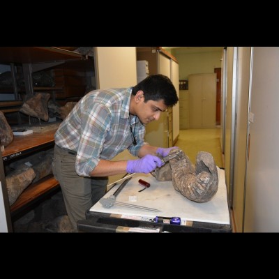Advait Jukar studying a stegodon molar at the Natural History Museum, London