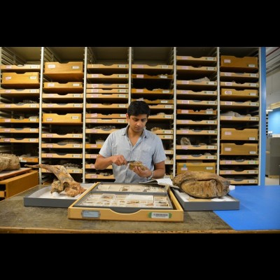 Advait Jukar studying Siwalik mammals from the Indian Subcontinent at the Yale Peabody Museum, including an elephant molar
