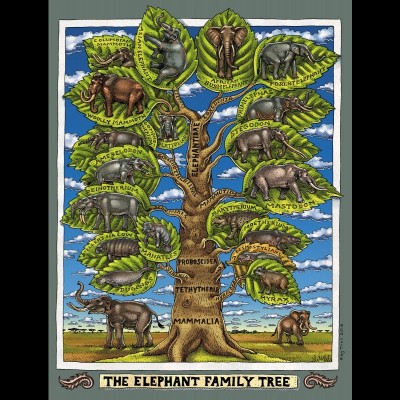 Ray's Elephant Family Tree artwork showing how the different species of ancient elephants are related.