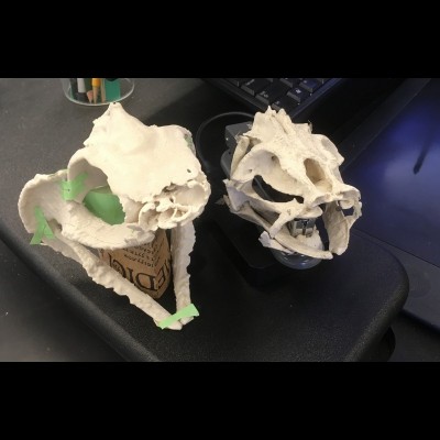 Symmoriid &amp; Tristychius crania in 3D &ndash; jaw biomechanics.