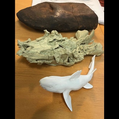 Tristychius - from nodule to fish
