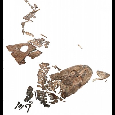 Acanthostega &ndash; Mike's project with Jenny Clack (divided at the neck) &ndash; two specimens visible, including the most complete known specimen of a limbed Devonian tetrapod.