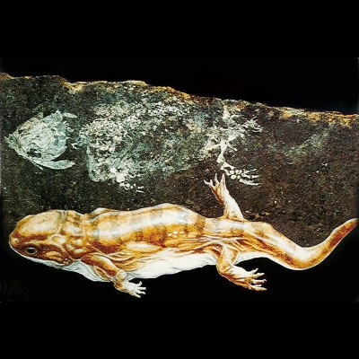Balanerpeton &ndash; a temnospondyl from the East Kirkton fauna with reconstruction prepared for &lsquo;Pepper&rsquo;s Ghost&rsquo; display in the Mr Wood&rsquo;s Fossils touring exhibit of Stan Wood&rsquo;s discoveries (1986).