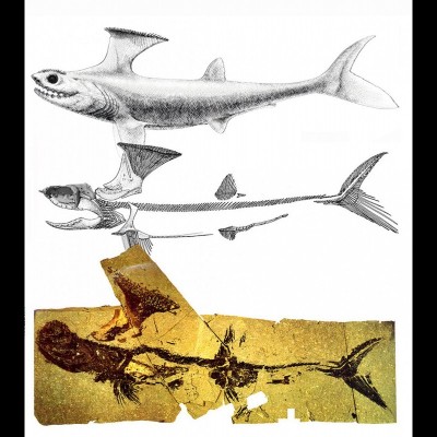 Akmonistion, the Bearsden Shark: a stethacanthid from Scotland &ndash; yet another Stan Wood find.&nbsp; Hunterian Museum (University of Glasgow) specimen; skeletal restoration with Dwykaselachus braincase dropped in; fleshed-up reconstruction. Drawn by Mike Coates.