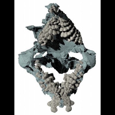 Helodus with dentition bared - the magnificent set of teeth before the toothplates took over chimaeroid history.