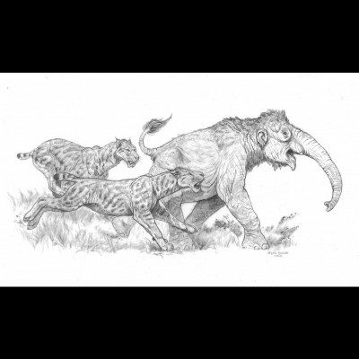 Mark's pencil sketch of Homotherium crenatidens was a species of of&nbsp;scimitar-toothed cat&nbsp;belonging to the extinct subfamily&nbsp;Machairodontinae that inhabited North America, Eurasia, and Africa.