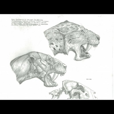 Mark's muscle studies of the scimitar-toothed-cat Homotherium cranatidens