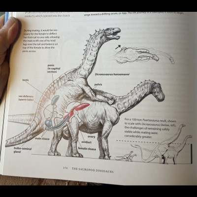 Mark's hypothesis on how the giant saurpods might have 'done the deed', based on how modern elephants mate.