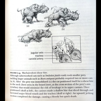 This is how the saber toothed cats probably took their prey down, without breakling their teeth! Done in one swift, fatal bite to the throat.