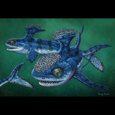 Ray's artwork depicting the 'Anvil Shark', Akmonistion zangerli, a Stethacanthid ghost shark that lived in the Early Carboniferous in what is now Scotland. The genus contains a single species, A. zangerli, discovered by Stan Wood in 1982. It's distinguished by an unusually large dorsal fin, called a "spine-brush complex", of unknown function. Was it used for mating purposes, improved hydrodynamics, defense, intimidation, or did it just look cool?