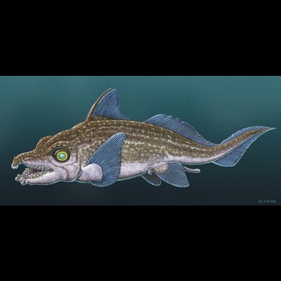 Ray's drawing of Helodus a Carboniferous aged ghost shark whose fossils reveal the origin of the modern day ratfish tenaculum, the finger-like tooth covered appendage that sprouts out of the forehead of male chimaeras. A tenaculum on ratfish, also known as chimaeras, is&nbsp;used to grasp the female during mating, specifically clamping onto the&nbsp;pectoral fin, for better traction during the 'love embrace'.&nbsp;