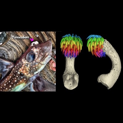 Ray's photo of a freshly caught Spotted Ratfish male with its tenaculum raised, alongside a 3D scan of a Ratfish tenaculm created by Gareth Fraser's lab at the University of Florida.