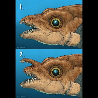 Ray's drawing of Helodus depicting the origin of the tenaculum in action. Using high resolution CT scans of a beautifully preserved Helodus skull, Mike and Gareth Fraser's labs showed that the tenaculum was originally a movable part of the upper tooth dention in the males of this species.