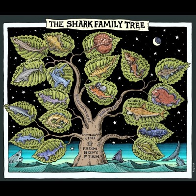 Ray's artwork depicting the "Family Tree" of the cartilaginous fishes (AKA the Condrichthyans). Note that chimaeras are the only surviving members of the Holocephalan side of the tree. Mike Coate's work is looking into the deep origins of the vertebrates. Ray's fairly certain that Mike would suggest some changes to this tree based on his latest findings!