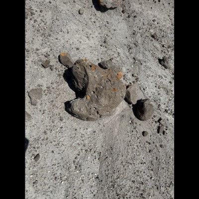Hadrosaur Dino track