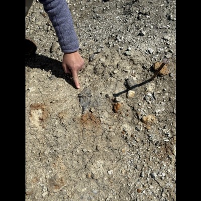 A Dino bone just laying there