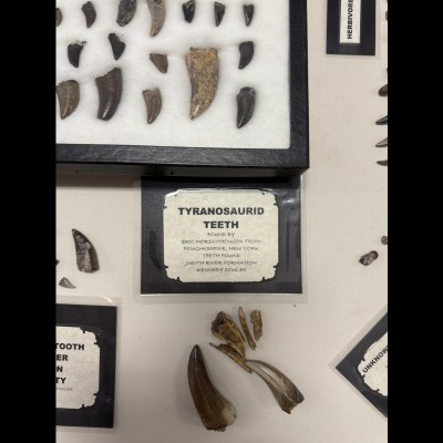Tyrannosaurid Teeth