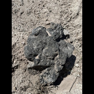 Hadrosaur coprolite