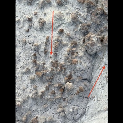 Hadrosaur eggshells on the ground