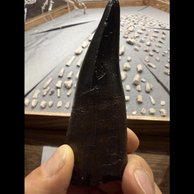 Tyrannosaurid Tooth at Montana Dinosaur Center, Bynum MT
