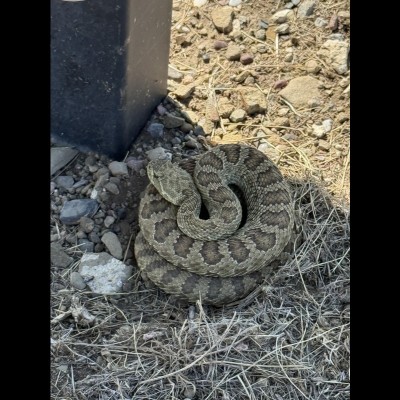 Prarie Rattler
