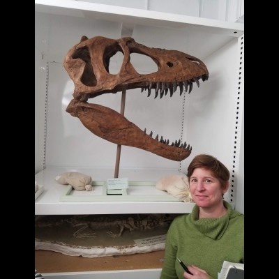 A fine Albertosaurus skull and Susan