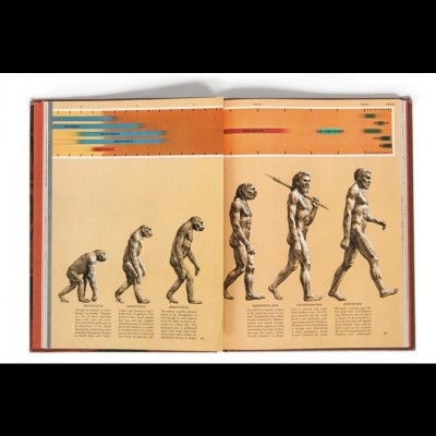 Zallinger's "The March of Progress" as seen in the 'Early Man' Time Life Book circa 1965. Zallinger's drawing has frequently been copied, modified, and parodied.
It has also been criticized as "unintentionally and wrongly" implying that "evolution is progressive" The image has been described as having a "visual logic" of linear progression. The artwork has become better-known than the science behind it.