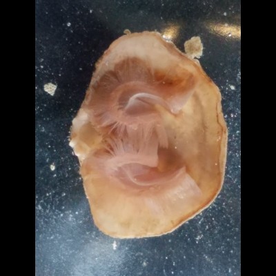 Here's a real life living brachiopod lophophore! It's the one Susan used in an experiment.