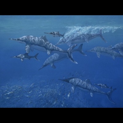 This image depicts Stenopterygius, an ichthyosaur (marine reptile) from the Jurassic of Germany some 150 million years ago. Both adults and juveniles are feeding on a densely clustered group of small cephalopods.