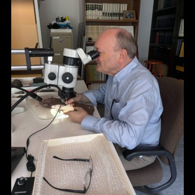 Hans prepping out a fossil in his lab at the Smithsonian National Museum of Natural History.