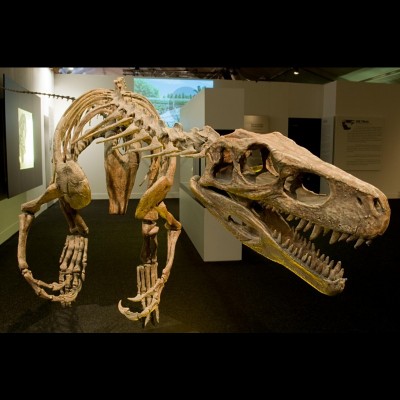 Smok the Triassic/Jurassic bone crunching crocodilian archosaur from Poland. Smok means 'dragon' in Polish.