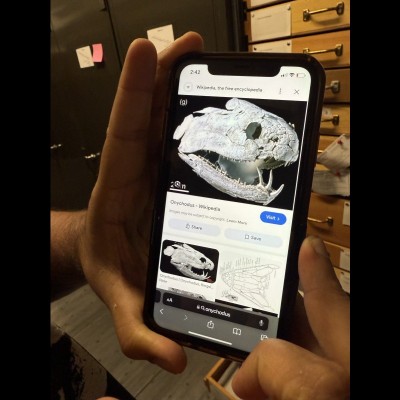 Looking at the skull of Onychodus, a wickedly 'whorl toothed' lobefin fish, on Arjan's phone in his collections department when Dave visited him at the Field Museum in Chicago.