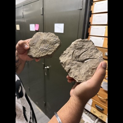 Arj holding fossil impressions of Onychodus teeth