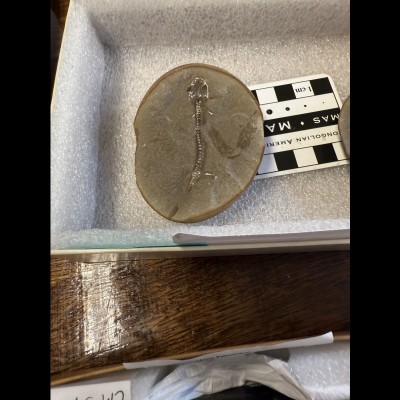 A new species of temnospondyl amphibian from Mazon Creek, Illinois