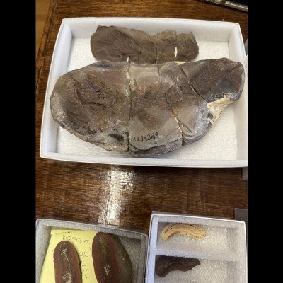 A large concretion of a Carboniferous Coelacanth, Rhabdoderma exiguum, from Mazon Creek, Illinoi