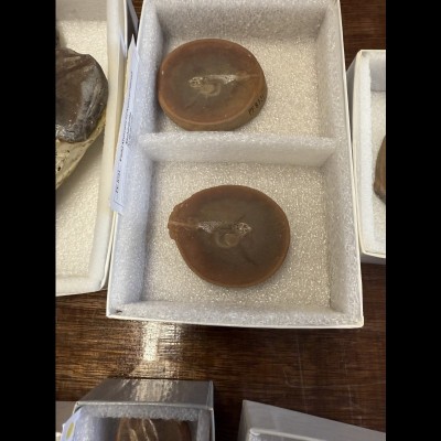 A small hatchling Rhabdoderma exiguum preserving the yolk sac