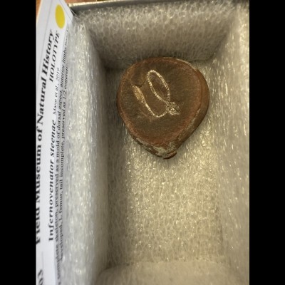 The holotype of the limb-reduced recumbirostran, Infernovenator steenae